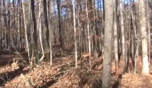 A wooded area with tall trees and fallen leaves on the ground, under a clear blue sky.