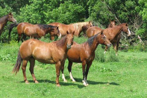 A group of brown horses standing in a green field surrounded by trees.