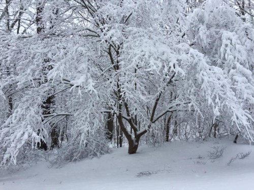 A winter scene featuring trees heavily laden with snow, creating a serene, white landscape.