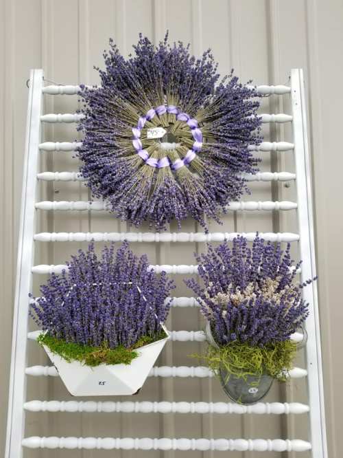 Three lavender arrangements displayed on a white wooden rack: a wreath, a wall planter, and a small pot.