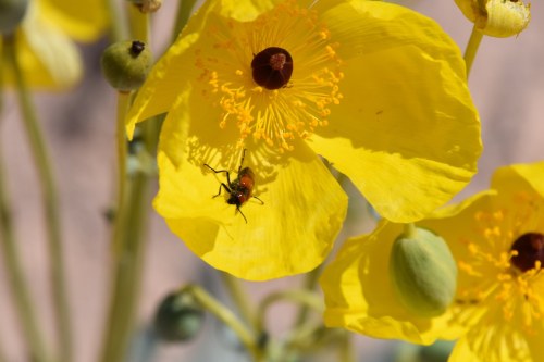 A close-up of a bright yellow flower with a small insect on its petals, surrounded by green buds.