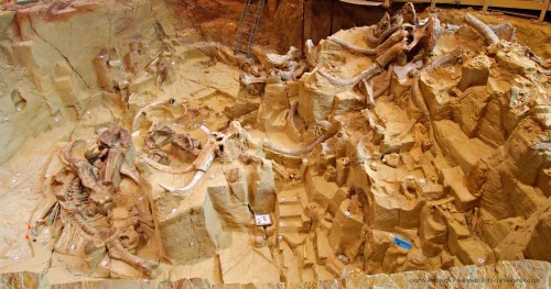 Aerial view of a paleontological dig site with large dinosaur bones and fossils embedded in sandy terrain.
