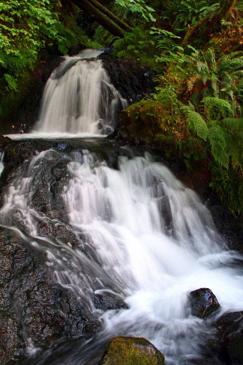 A serene waterfall cascades over dark rocks, surrounded by lush green ferns and trees in a tranquil forest setting.