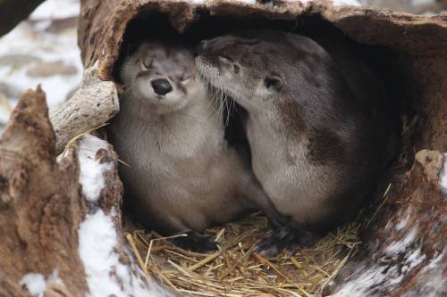 Two otters cuddle inside a hollow log, surrounded by straw and snow.