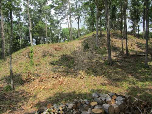 A cleared hillside in a forest, surrounded by trees, with a pile of logs in the foreground.