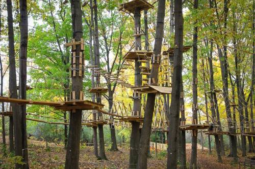 A network of wooden treehouses and bridges among tall trees in a vibrant, green forest.