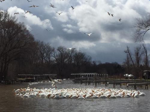 A flock of white pelicans gathers on a river under a cloudy sky, with birds flying overhead.