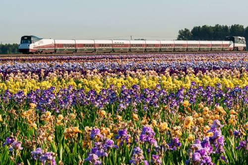 A train travels through a vibrant field of blooming irises in various colors under a clear blue sky.