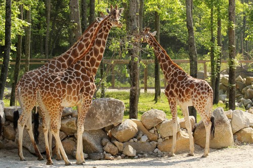 Two giraffes stand near a rocky area, munching on leaves in a lush green forest setting.