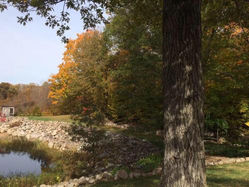 A serene landscape featuring a pond, colorful autumn trees, and a large tree trunk in the foreground.