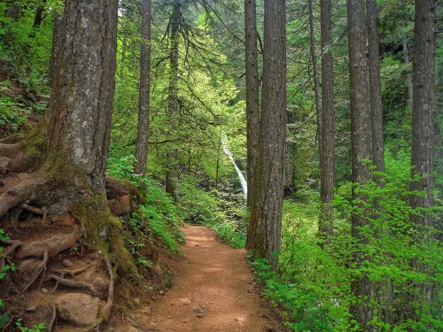 A winding dirt path through a lush green forest, with tall trees and a waterfall visible in the background.