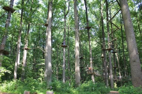 A forest with tall trees featuring elevated platforms and ropes for an outdoor adventure course.