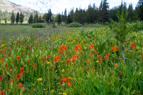 A vibrant meadow filled with orange and yellow wildflowers, surrounded by green foliage and tall trees in the background.