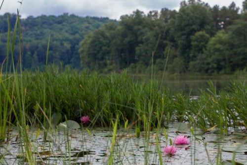 A serene lake scene with pink water lilies and lush green grass, surrounded by trees and a cloudy sky.