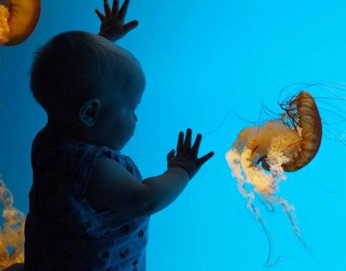 A baby reaches out to a jellyfish in an aquarium, silhouetted against a bright blue background.