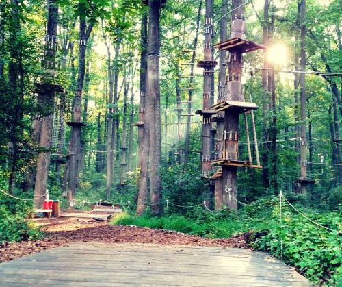 A forest with tall trees and a wooden path, featuring climbing structures and sunlight filtering through the leaves.