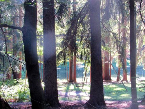 Sunlight filters through tall trees in a serene forest, illuminating a swing set near a tranquil pond.