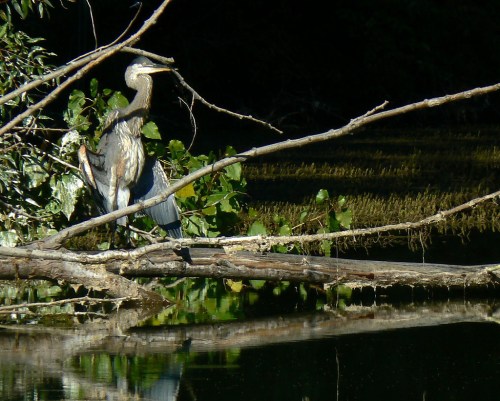 A heron stands on a fallen log by a calm waterway, surrounded by greenery and reflected in the water.