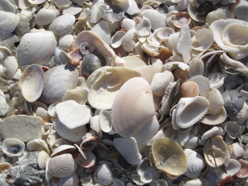 A close-up of a variety of seashells scattered on a sandy surface.