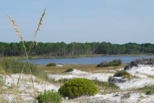 A serene landscape featuring tall grass in the foreground, a calm lake, and lush greenery in the background.