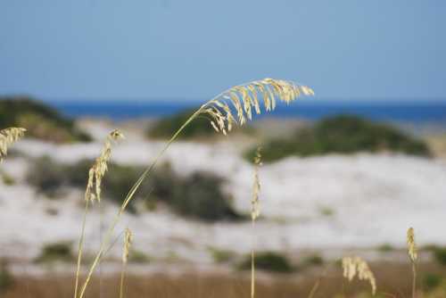 A close-up of tall grass swaying in the breeze, with a blurred beach and ocean in the background.