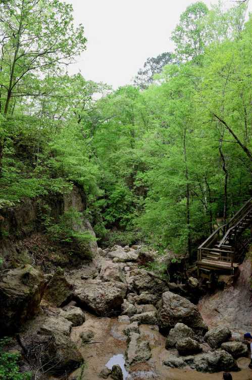 A serene forest scene with lush green trees, rocky terrain, and a wooden staircase leading into the woods.