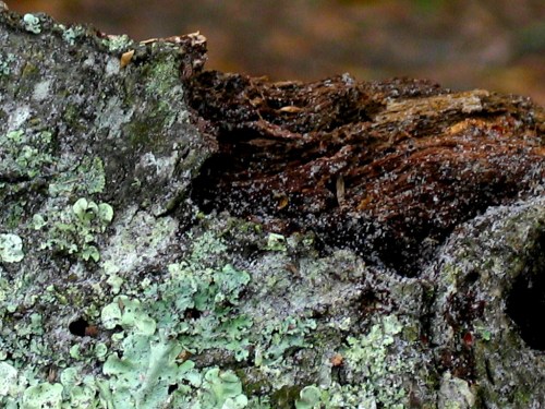 Close-up of textured bark with green lichen and moss, showcasing natural patterns and earthy tones.