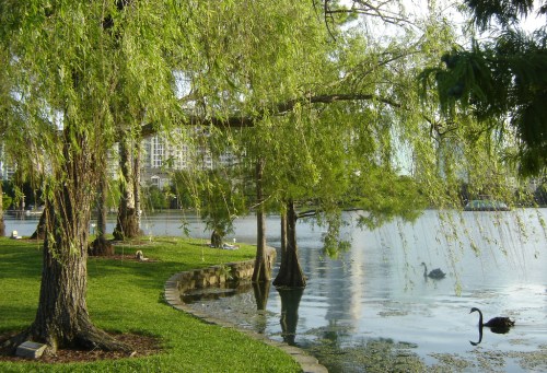 A serene lakeside scene with willow trees, green grass, and a black swan swimming in calm waters.