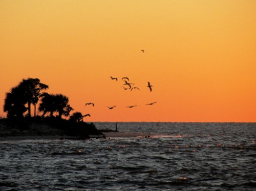 Silhouetted trees and birds flying over a calm sea at sunset, with vibrant orange and yellow hues in the sky.