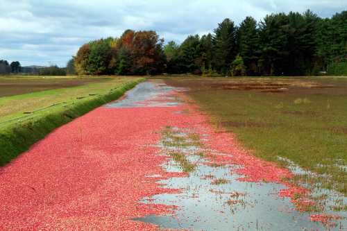 A cranberry bog with bright red cranberries floating on water, surrounded by green trees and autumn foliage.