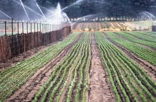 Irrigated rows of green crops in a field, with sprinklers watering the plants in the background.