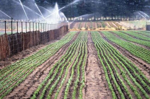Irrigated rows of green crops in a field, with sprinklers watering the plants in the background.