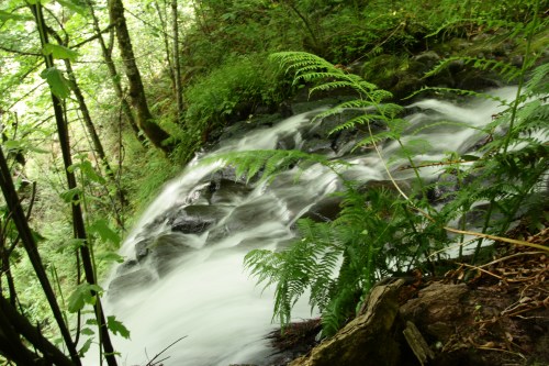 A serene waterfall cascades over rocks, surrounded by lush green ferns and trees in a tranquil forest setting.
