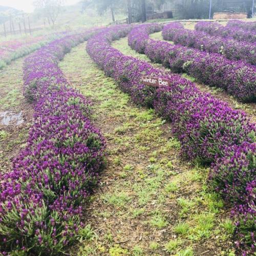 Rows of vibrant purple lavender flowers in a field, with a sign labeled "Winter Bee" among the blooms.
