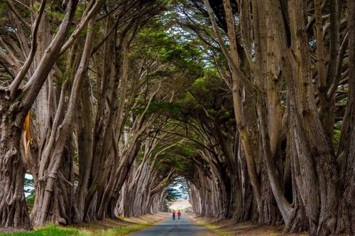 Two people walk down a tree-lined path, surrounded by tall trees creating a natural archway overhead.