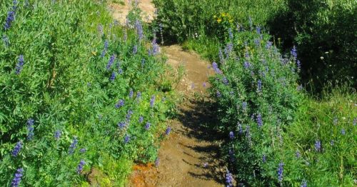 A narrow path lined with vibrant purple flowers and lush green foliage under a clear sky.