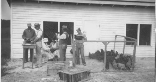 A historical black-and-white photo of people interacting near a chicken coop and a building, with chickens nearby.