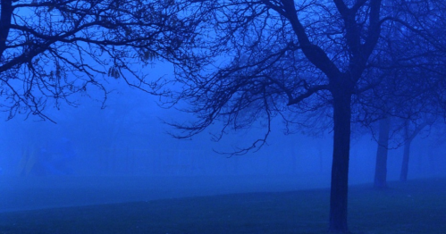 A foggy scene with bare trees silhouetted against a blue mist, creating a mysterious atmosphere in a park.