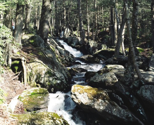 A serene forest scene featuring a flowing stream over rocks, surrounded by lush greenery and tall trees.