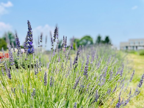 A field of blooming lavender under a clear blue sky, with vibrant purple flowers swaying gently in the breeze.