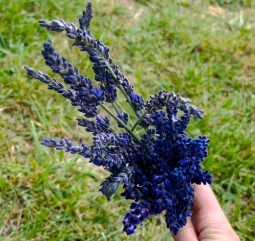 A hand holding a bouquet of vibrant purple lavender flowers against a grassy background.