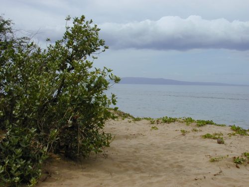 A sandy beach with a bush in the foreground and calm water under a cloudy sky in the background.