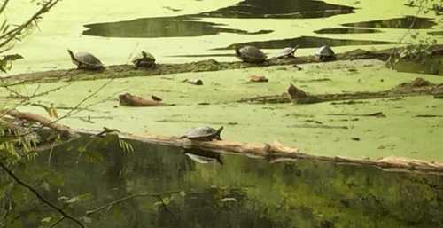 A group of turtles sunbathing on a log in a pond covered with green algae and surrounded by trees.