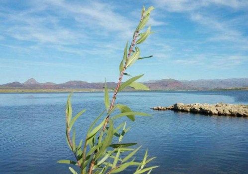 A close-up of green leaves in the foreground, with a serene lake and mountains in the background under a blue sky.