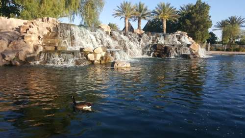 A serene pond with a waterfall and palm trees, featuring a duck swimming in the water.