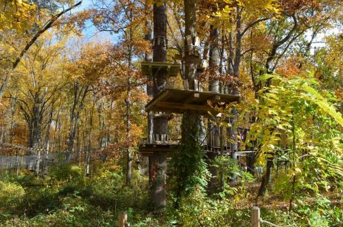 A treehouse nestled among vibrant autumn trees with colorful leaves in a serene forest setting.