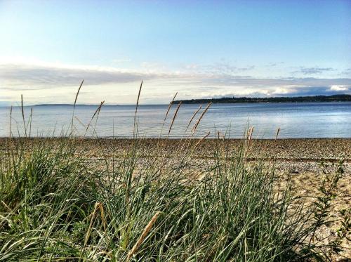 A serene beach scene with tall grass in the foreground and calm water under a clear sky in the background.