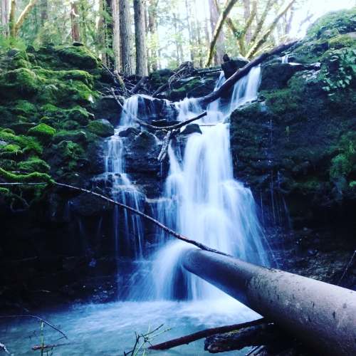 A serene waterfall cascades over rocks, surrounded by lush greenery and tall trees in a tranquil forest setting.