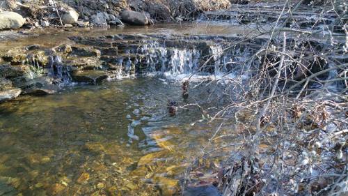 A serene stream flows over rocky steps, surrounded by bare branches and pebbles, reflecting sunlight.