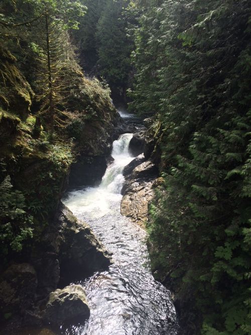 A serene river flows through a lush green forest, surrounded by rocky banks and tall trees.